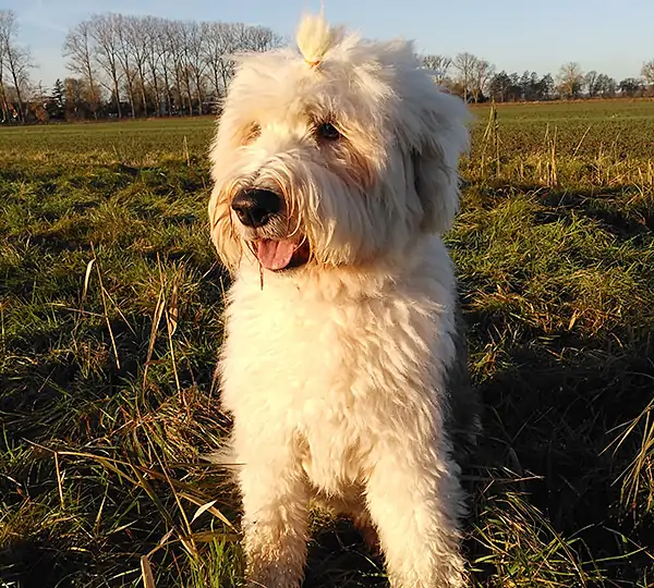 Himbeereis aus dem Elbe-Urstromtal