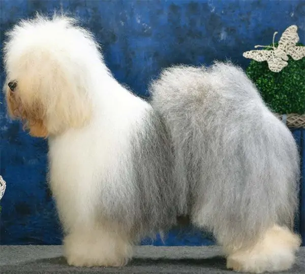 Homepage Of Snowboot Bears