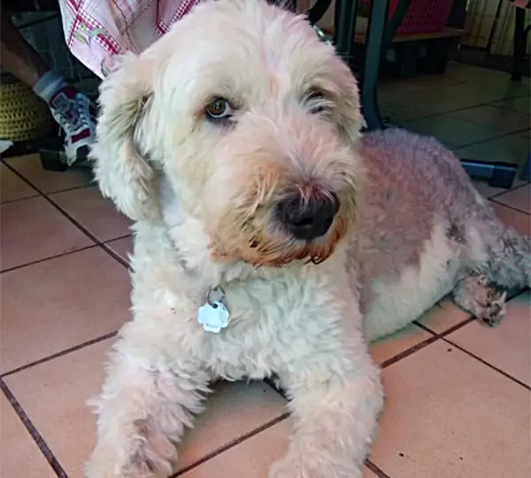 Hot Patato aus dem Elbe-Urstromtal