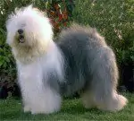 Lamedazottel Flamboyant