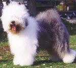 Lamedazottel Quicksilver