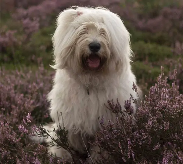 Loving Affections Kayla