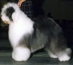 Raffles Just Ewe Wait