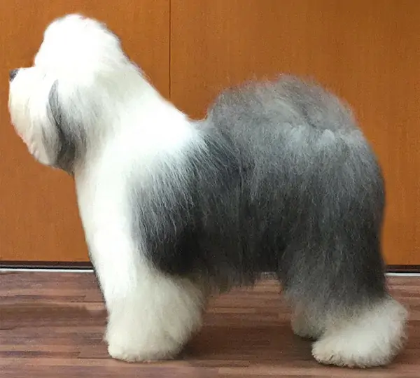 Zottels Devil Wears Prada