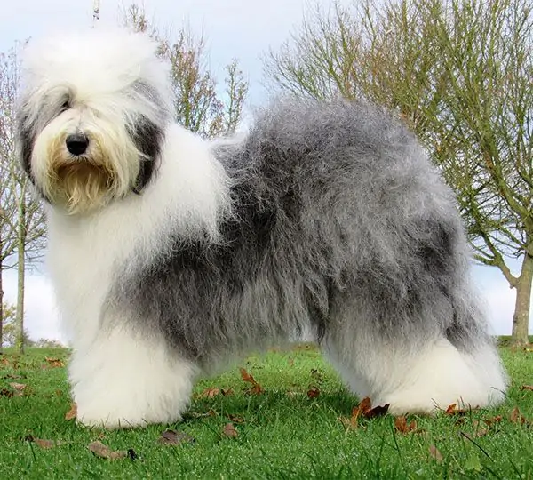 Zottels Dream Of Me At Hazyland