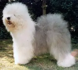 Zottels Miss Marple Of Lameda