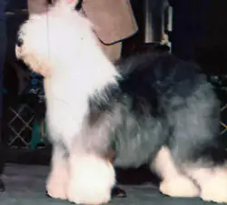 Bahlambs Baltimore Blues