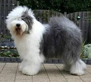 Elbandita aus dem Elbe-Urstromtal