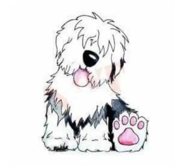 Beautiful Littledog
