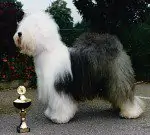 Stonebrook California Breeze