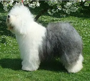 El Amigo aus dem Elbe-Urstromtal