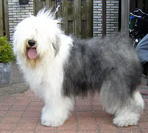 Geminottwo aus dem Elbe-Urstromtal