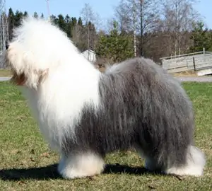 Häagan Dazs aus dem Elbe-Urstromtal