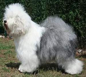 Helado aus dem Elbe-Urstromtal