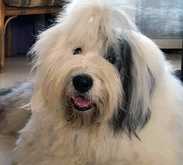 Komkommer aus dem Elbe-Urstromtal