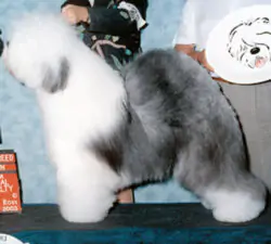 Raffles Ewe-Z It Or Lose It