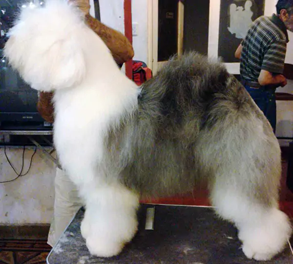 Solitaire Brazilian Boy Of Suffolk