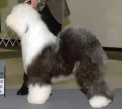 To-Jo's Funny Papers