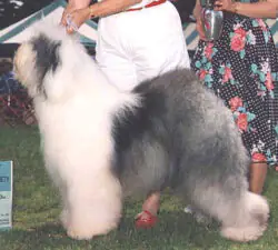 To-Jo's Pep'rmint Stick