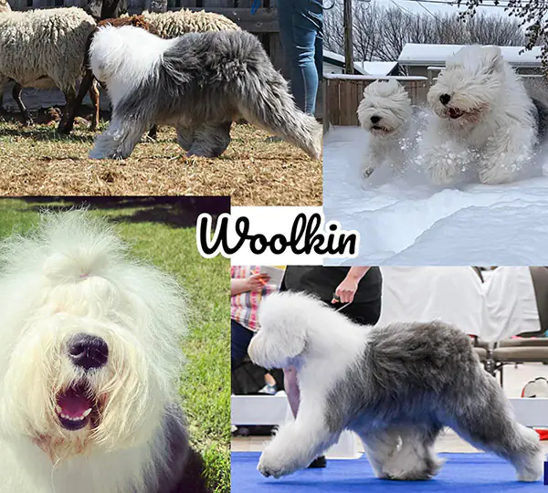 Woolkin