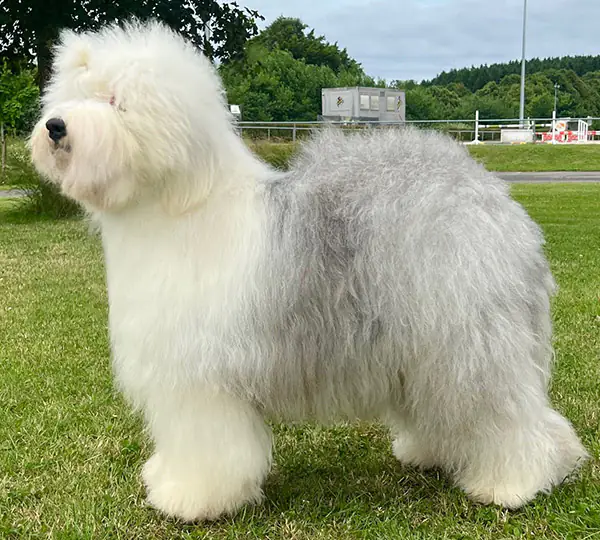 X'Texas Amarillo aus dem Elbe-Urstromtal