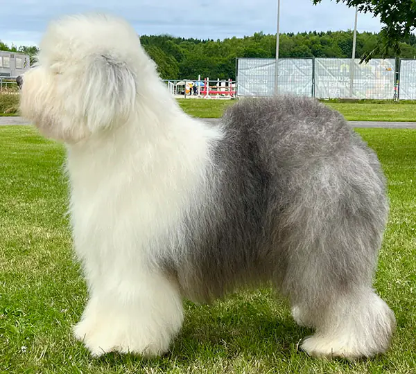 X'Texas El Paso aus dem Elbe-Urstromtal