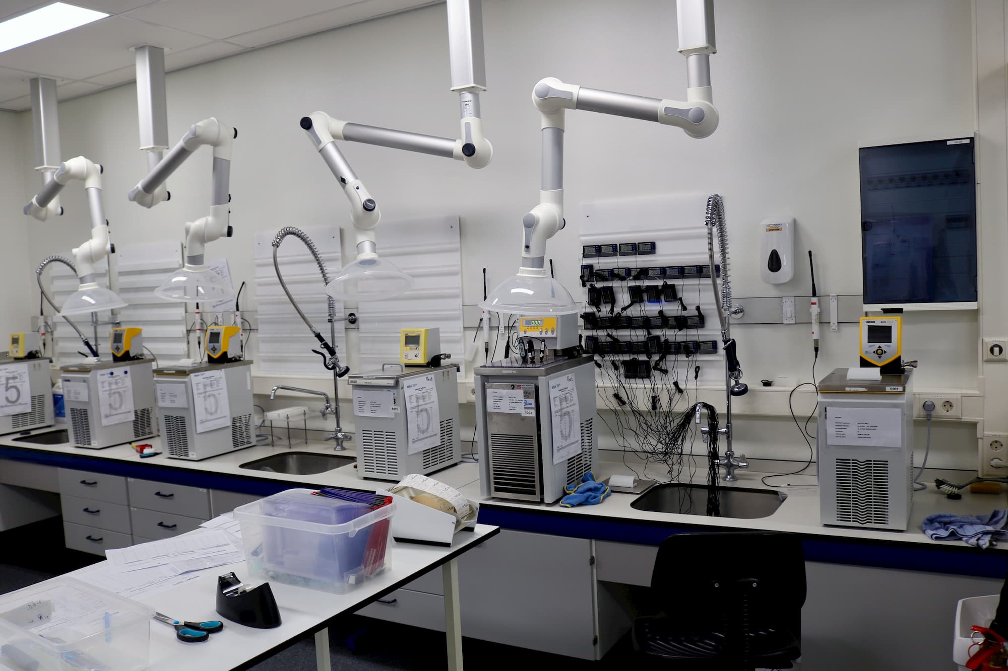 lab
