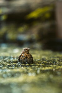 natuurfoto vogel te koop afdrukken kuiken schattig