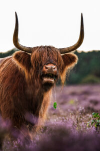 Schotse hooglanders afdrukken op hout voor woonkamer portret dierenfoto