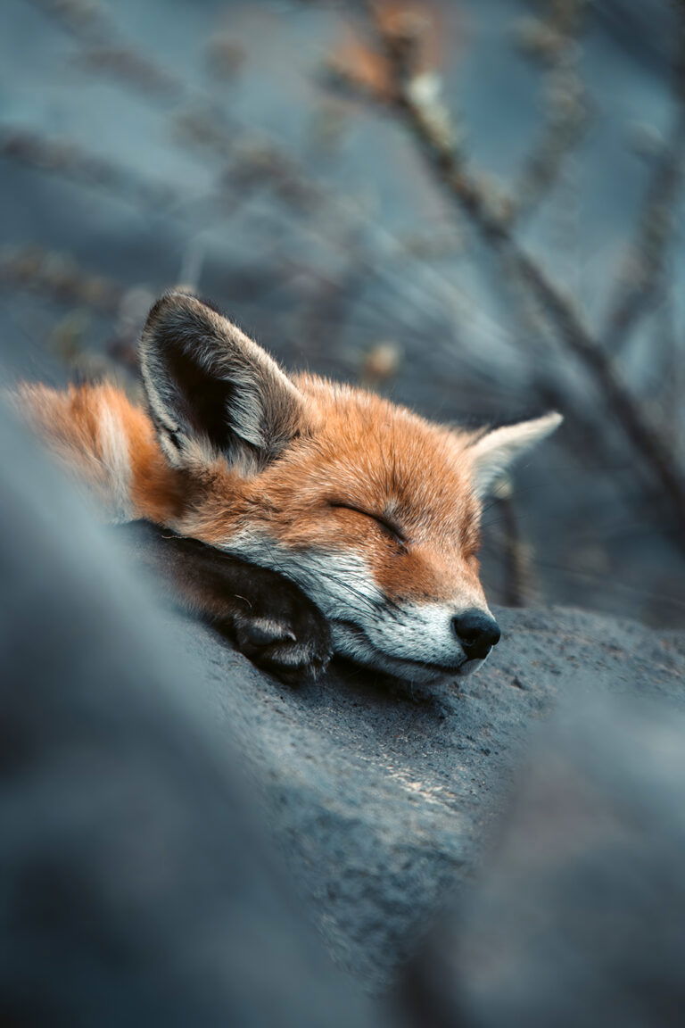 schattige natuurfoto uniek vosje afdrukken woonkamer te koop