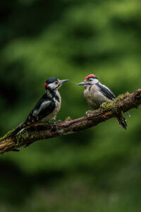 Vogel natuurfoto te koop afdrukken goedkoop voor in de woonkamer afdrukken