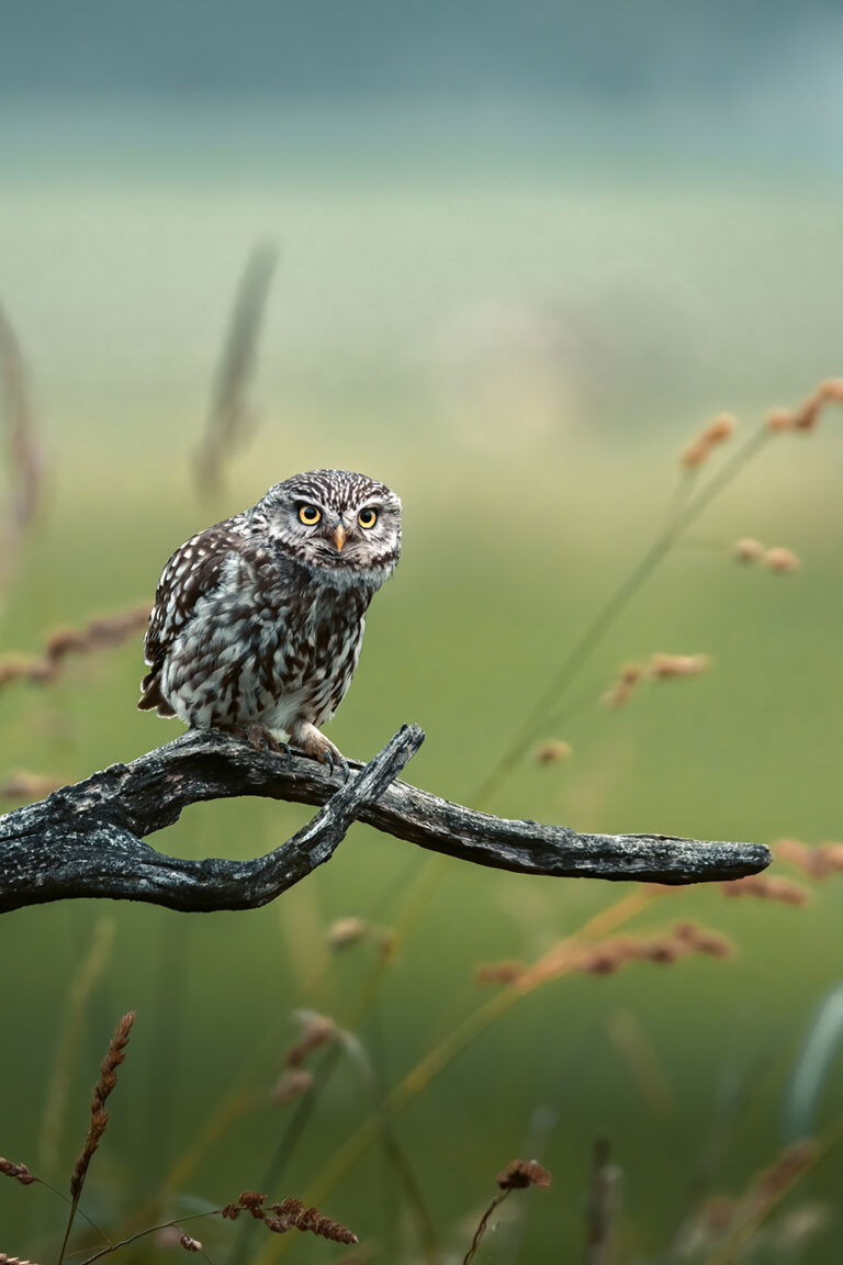 Natuurfoto afdrukken kopen dibond voor in de kamer uil vogel uniek
