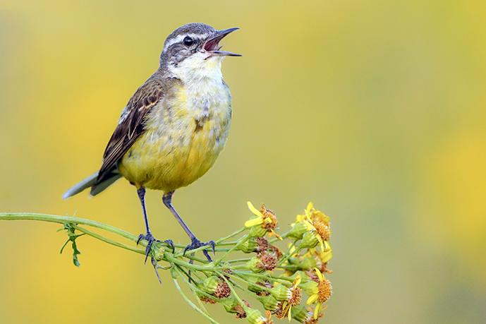 Natuurfoto actiefoto zingen vogel uniek kopen