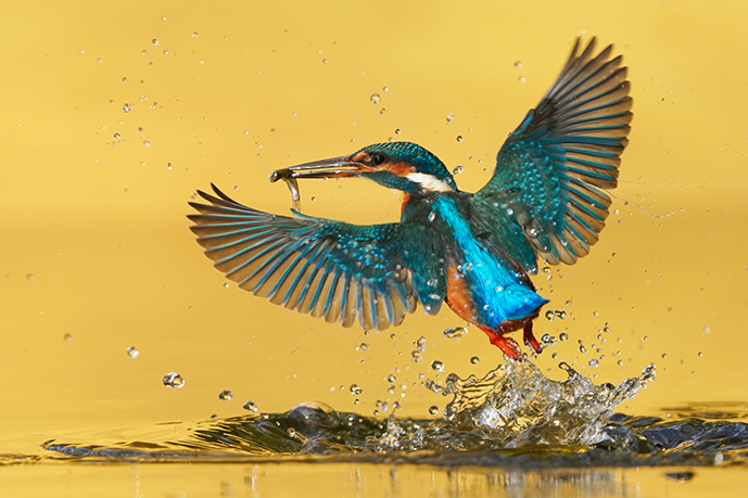 Natuurfoto actiefoto vogel kleurrijk uniek te koop