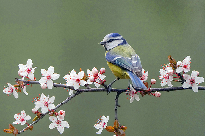 Natuurfoto vogel schattig kleurrijk kopen plexiglas