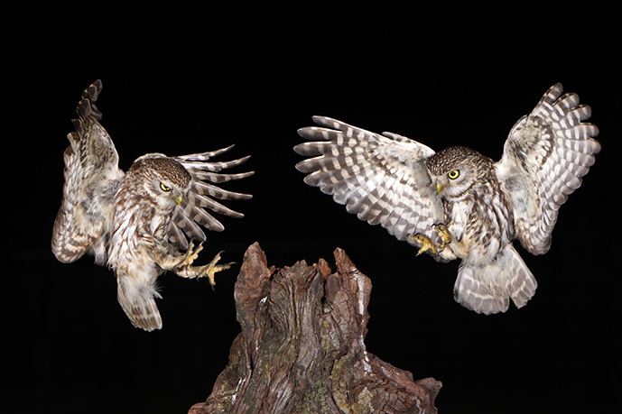 Natuurfoto actiefoto donker uilen kopen ophangen
