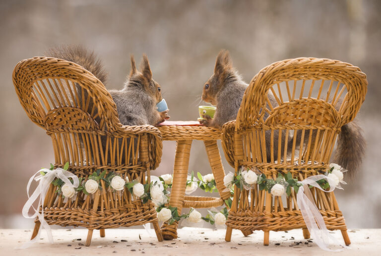eekhoorns schattig romantisch cadeau kopen natuurfoto afdrukken
