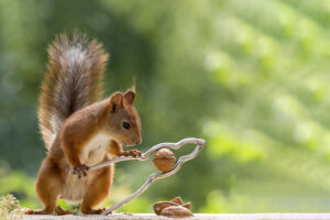 schattige eekhoorn notenkraker edit kunst kopen voor aan de muur