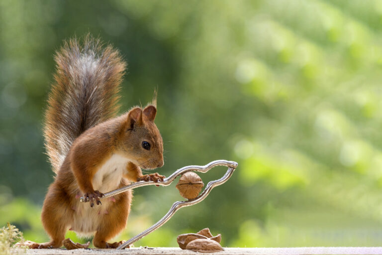 schattige eekhoorn notenkraker edit kunst kopen voor aan de muur