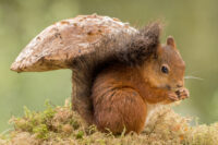 eekhoorns schattig natuurfoto paddenstel dieren te koop kwaliteit