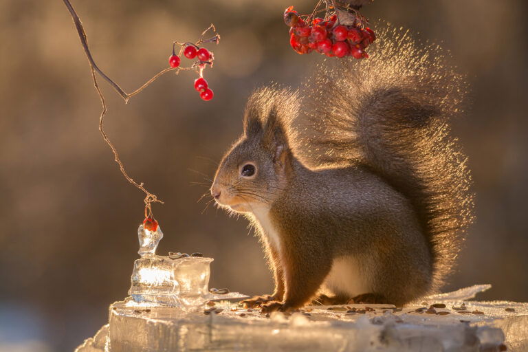 eekhoorns schattig bessen natuur foto kopen schilderij hout bedrukken