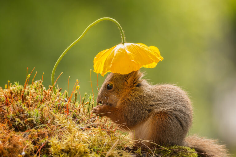 schattige eekhoorn bloemen natuurfoto te koop