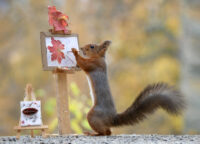 eekhoorns schattig kunst kunstenaar kopen schilderij voor op de muur goedkoop