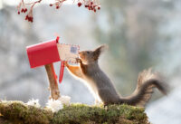 schattige eekhoorn digitale kunst natuur kopen kinderkamer op werk