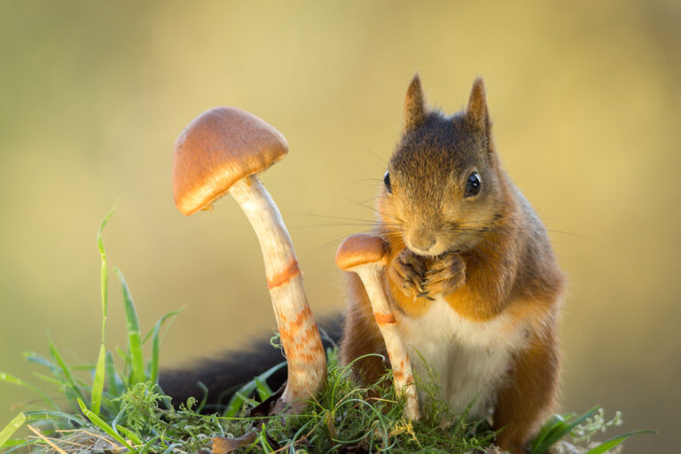 schattige eekhoorn paddenstoel natuurfoto te koop goedkoop