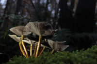natuurfoto paddenstoelen kopen bos hout dibond afdrukken