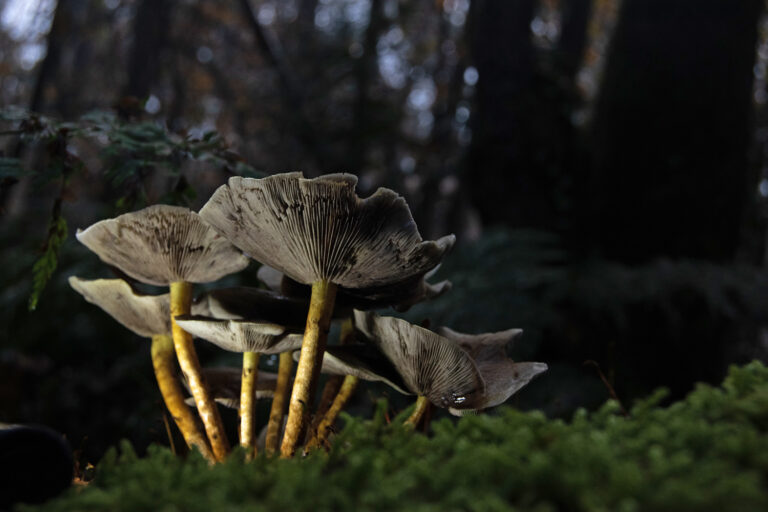 natuurfoto paddenstoelen kopen bos hout dibond afdrukken