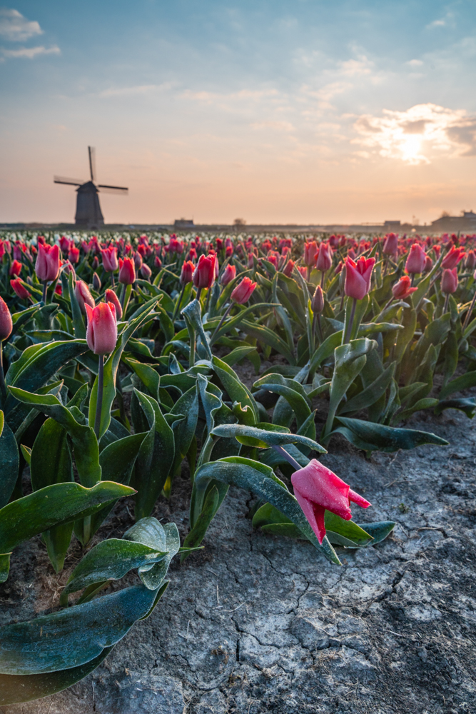 Natuurfoto tulpen Nederland met molen afdrukken schilderij Plexiglas