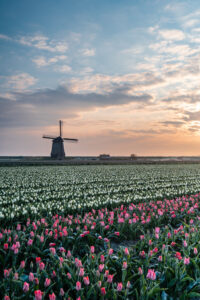 Nederlandse fotograaf tulpen velden afdrukken op hout voor in de tuin