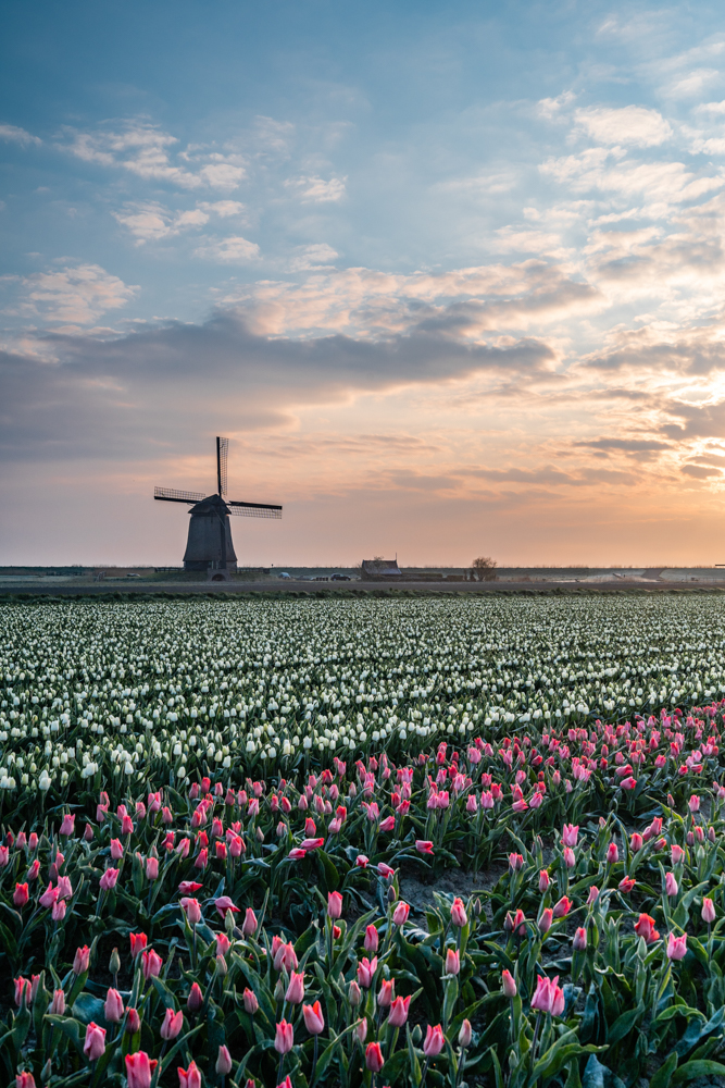 Nederlandse fotograaf tulpen velden afdrukken op hout voor in de tuin